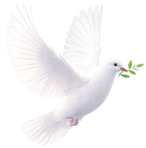 flying dove
